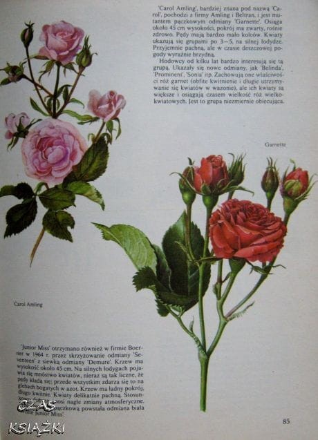 25548877.jpg
