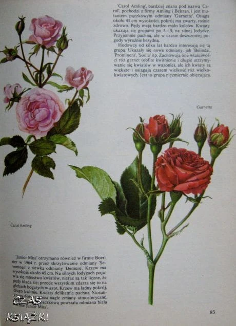 25548877.jpg