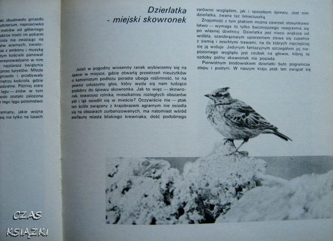 27019065.jpg