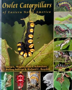 Owlet Caterpillars of Eastern North America