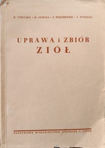 Cybulska, Uprawa i zbiór ziół