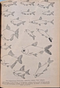 CamScanner 25.07.2025 12.02_11.jpg