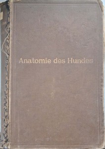 Ellenberger, Anatomie des Hundes