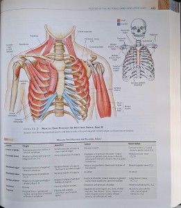 human anatomy timmons.jpg