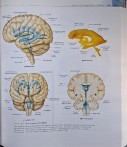 human anatomy pearson.jpg