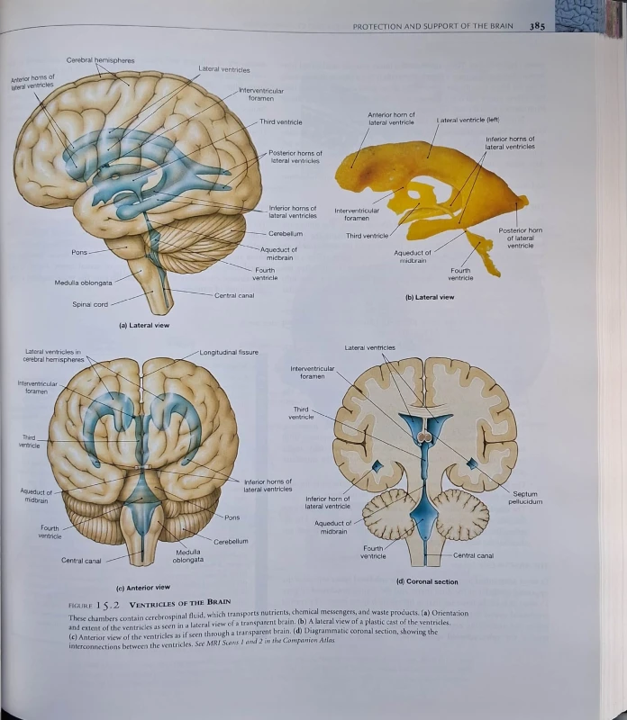 human anatomy pearson.jpg