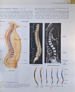 human anatomy martini.jpg