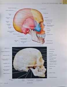 human anatomy atlas.jpg