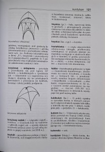 krajewski architektura.jpg