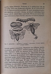 fabre szkodniki 4.jpg
