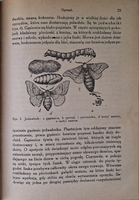 fabre szkodniki 4.jpg