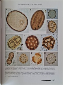 archeologia jaćwierzy 3.jpg