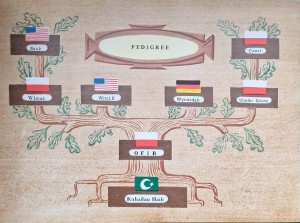 koń arabski w polsce 5.jpg