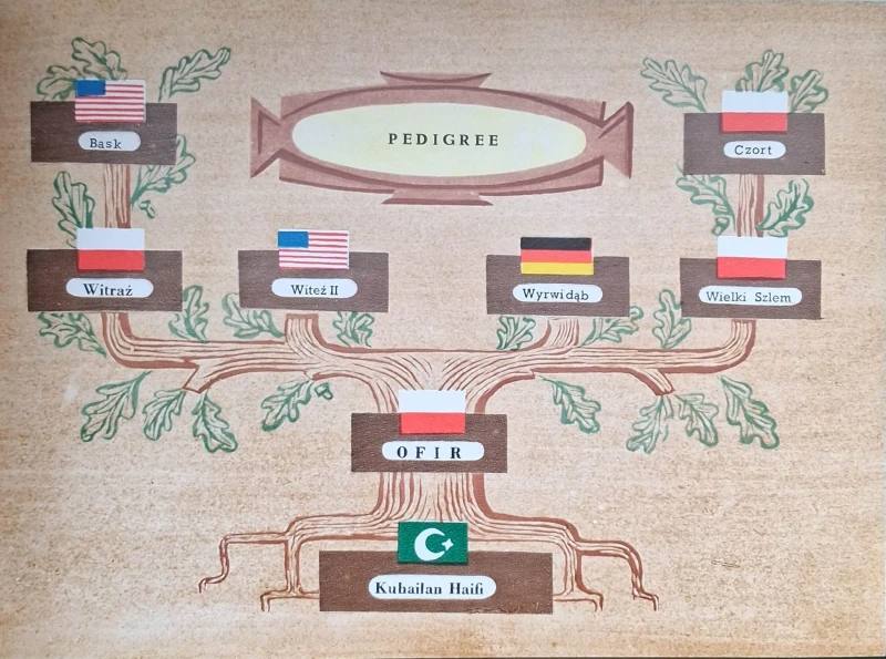koń arabski w polsce 5.jpg