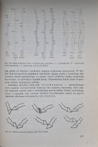 hodowla koni zwoliński 3.jpg