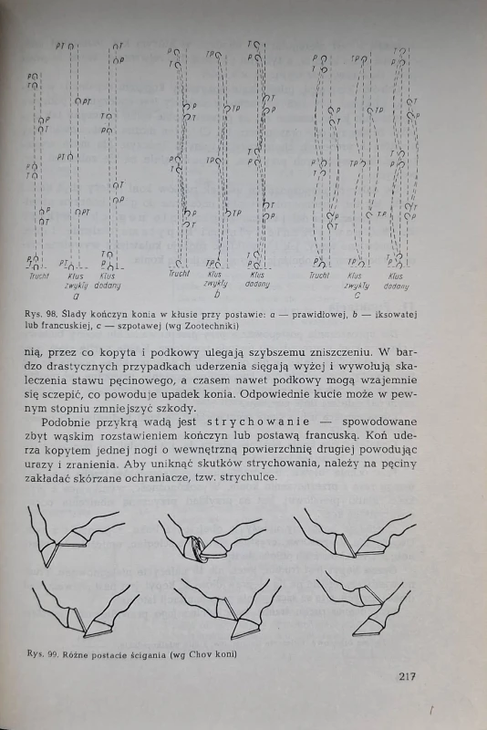 hodowla koni zwoliński 3.jpg