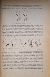 zwoliński hodowla koni 3.jpg