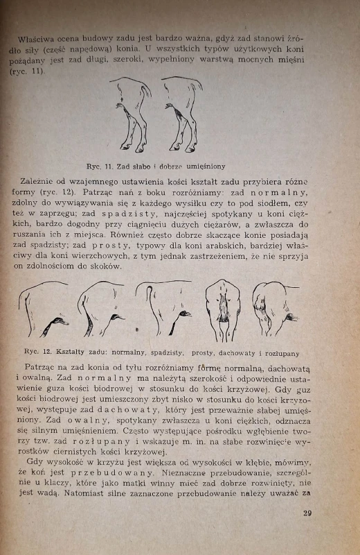 zwoliński hodowla koni 3.jpg